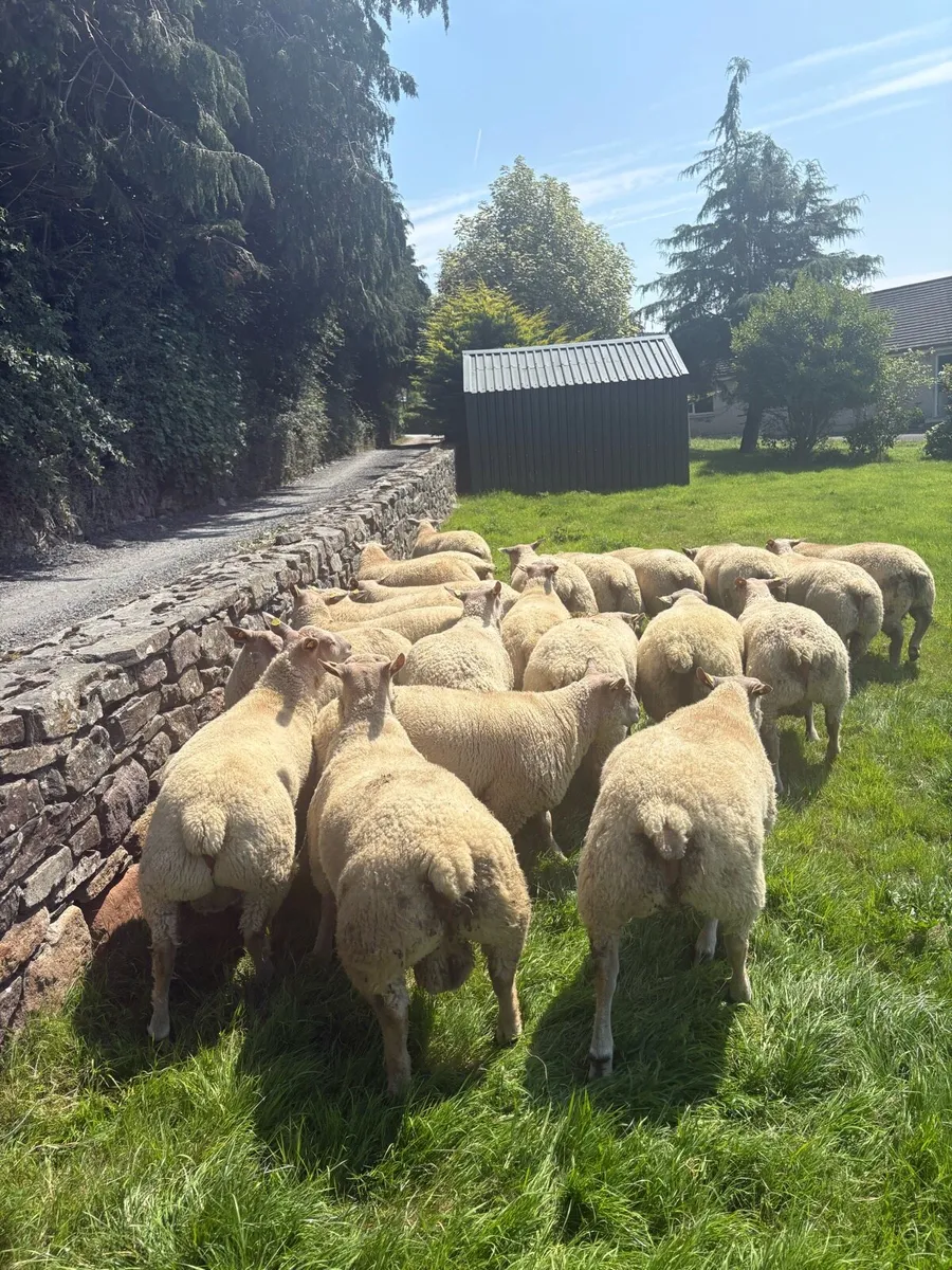Charollais Ram Lambs - Image 4