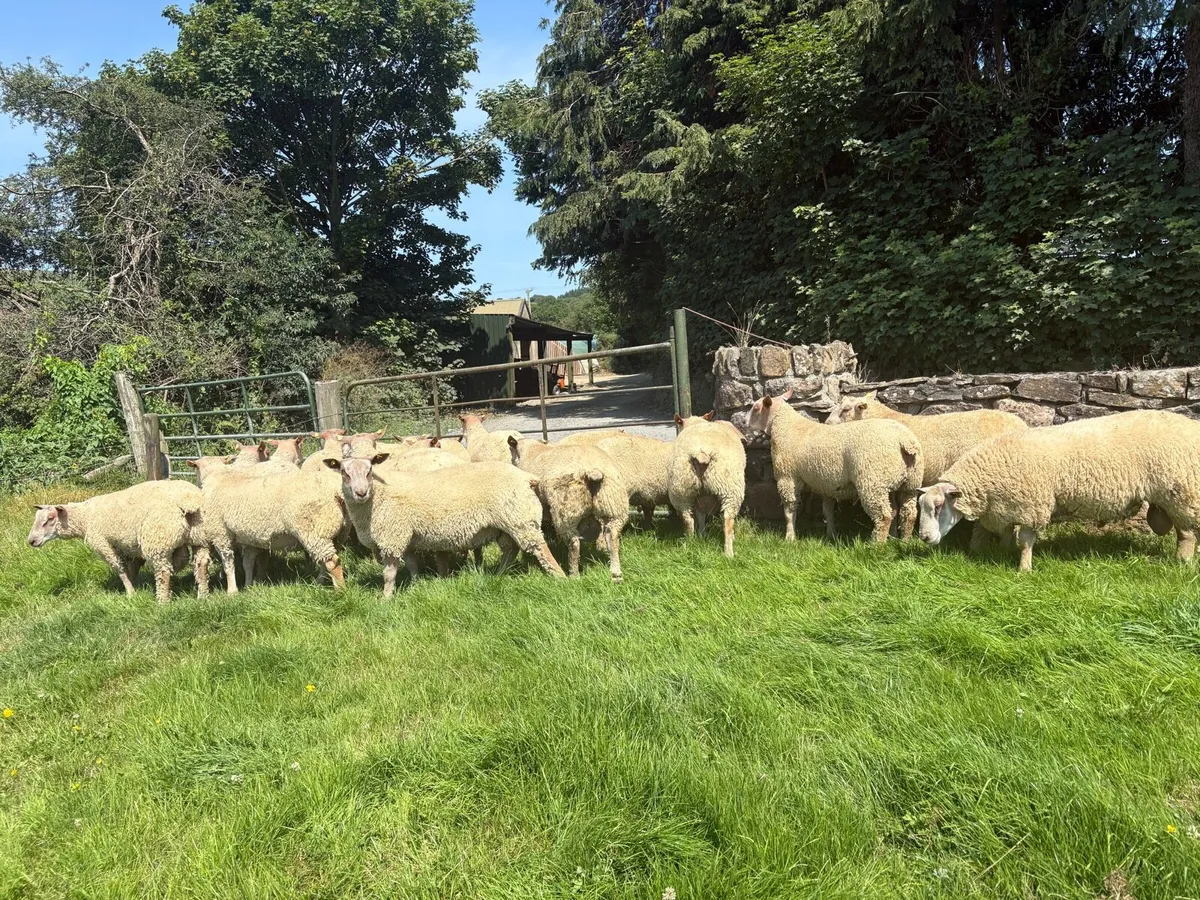 Charollais Ram Lambs - Image 2