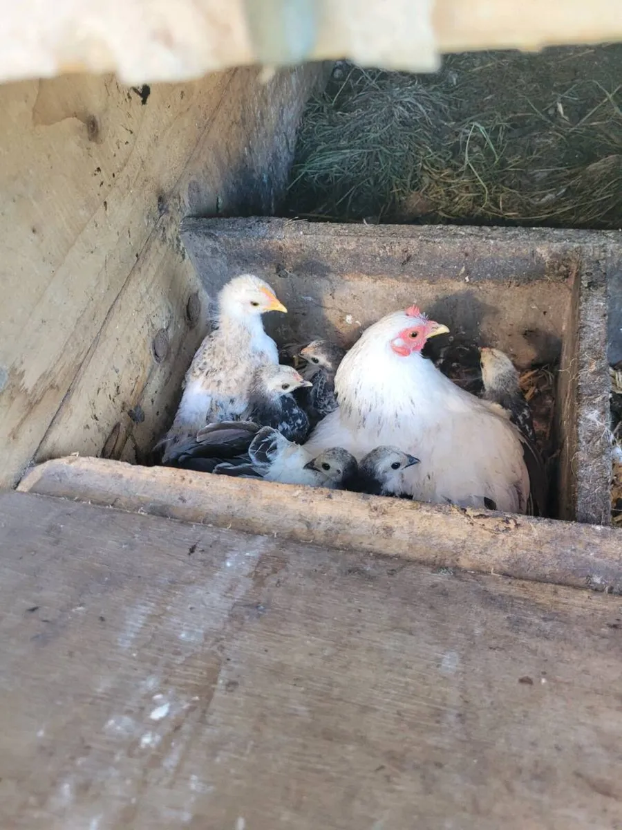 Bantam - Image 1