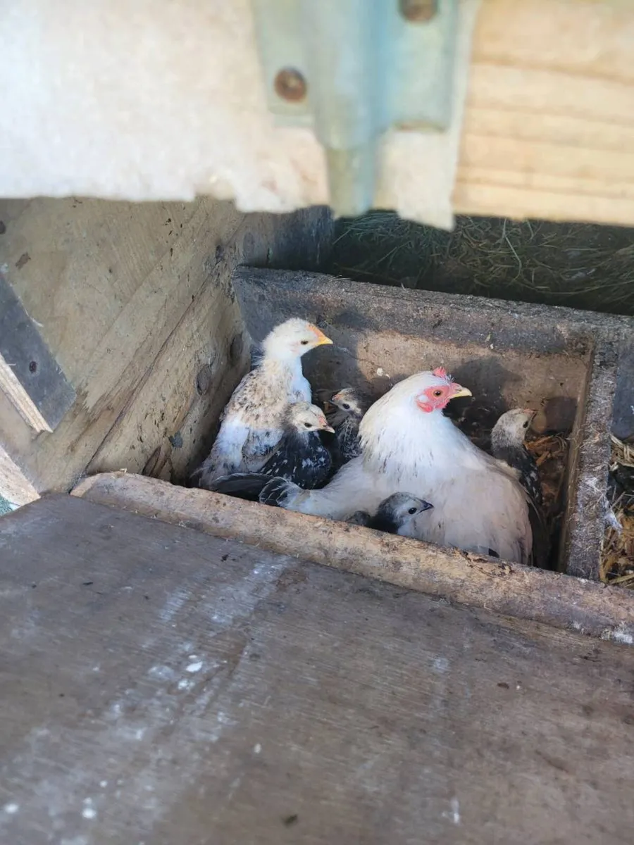 Bantam - Image 2