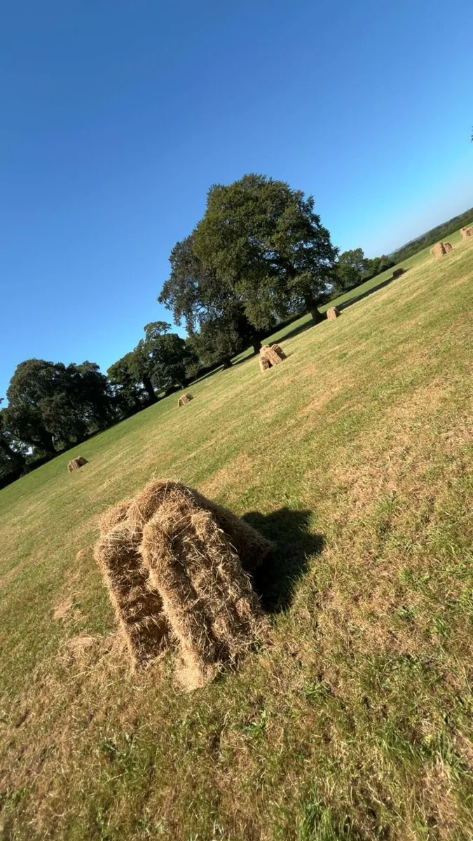 Hay