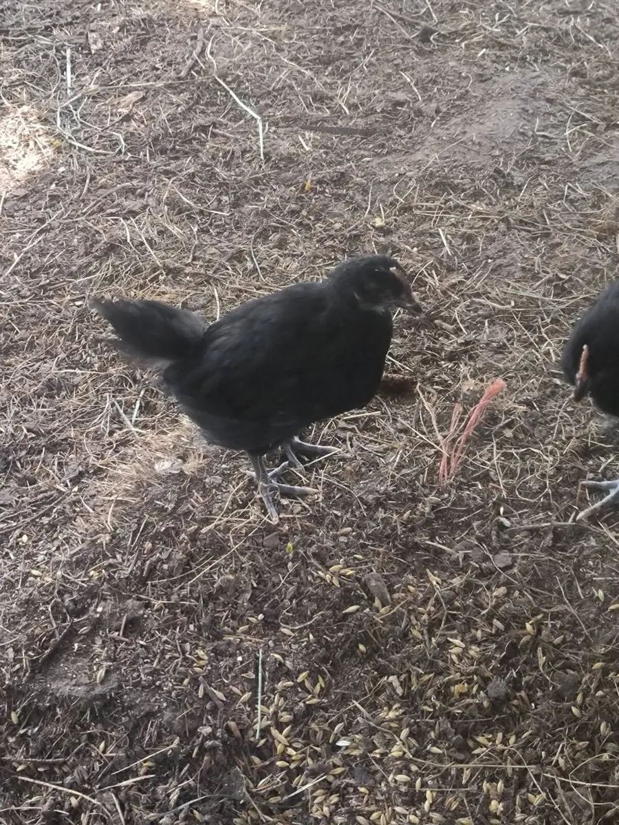 Black la bresse pairs and few la bresse roosters - Image 3