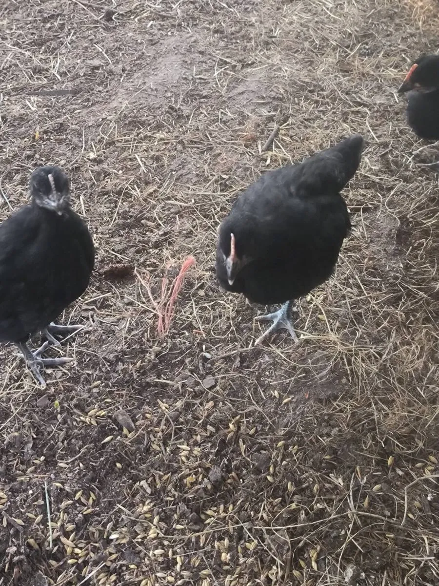 Black la bresse pairs and few la bresse roosters - Image 2