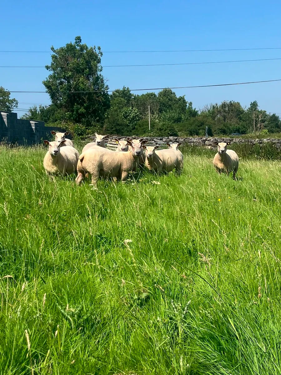 PUREBRED CHAROLLAIS EWES - Image 3