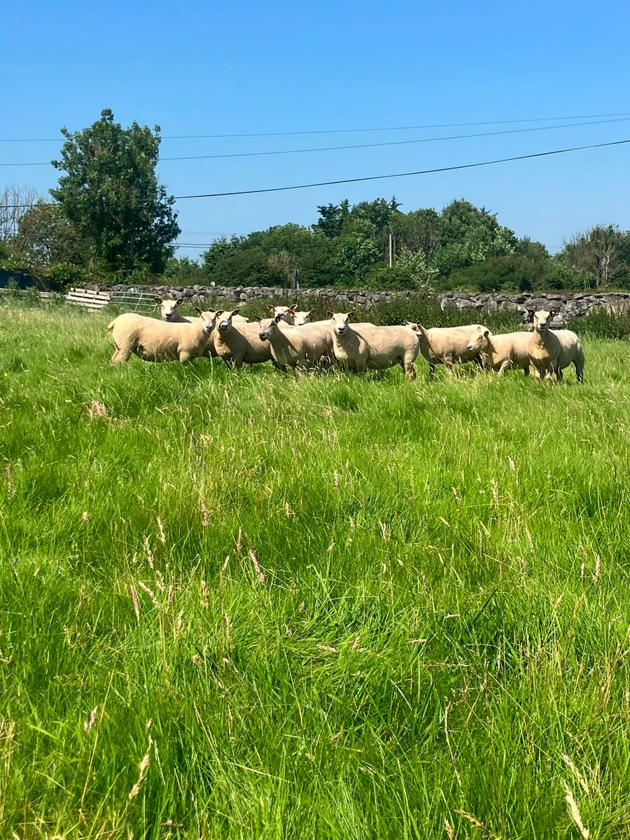 PUREBRED CHAROLLAIS EWES - Image 2
