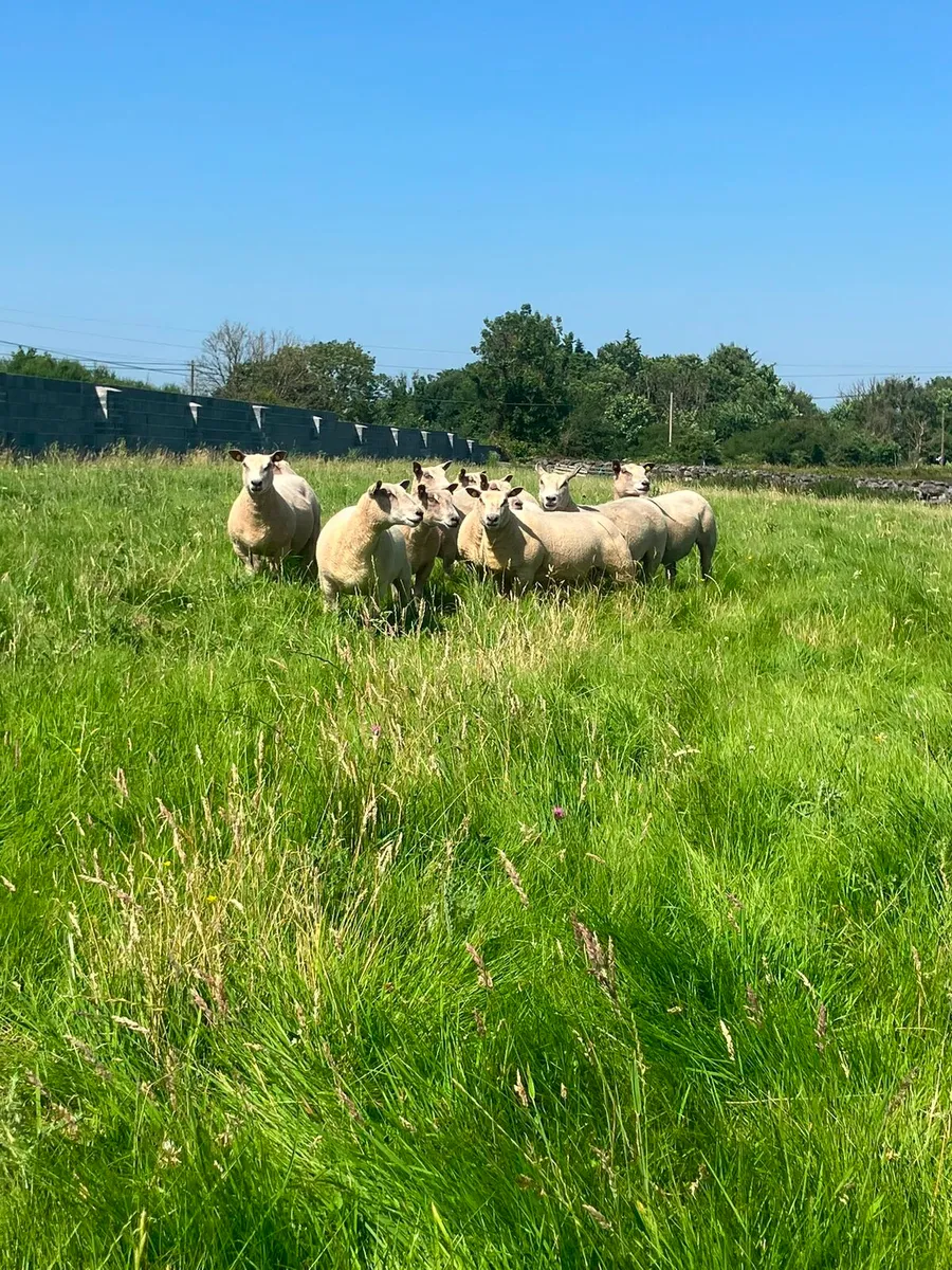 PUREBRED CHAROLLAIS EWES - Image 4