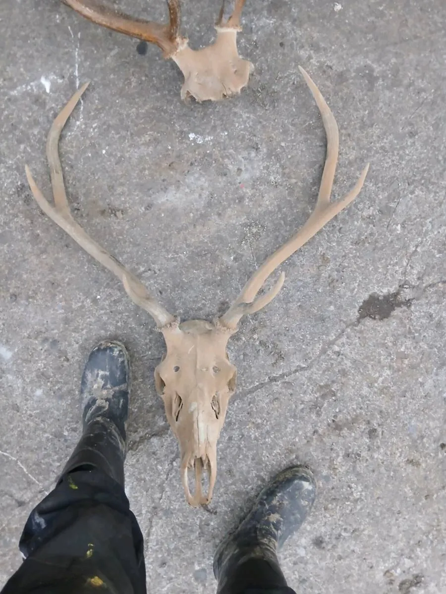 Irish Red Stag Antler's - Image 1