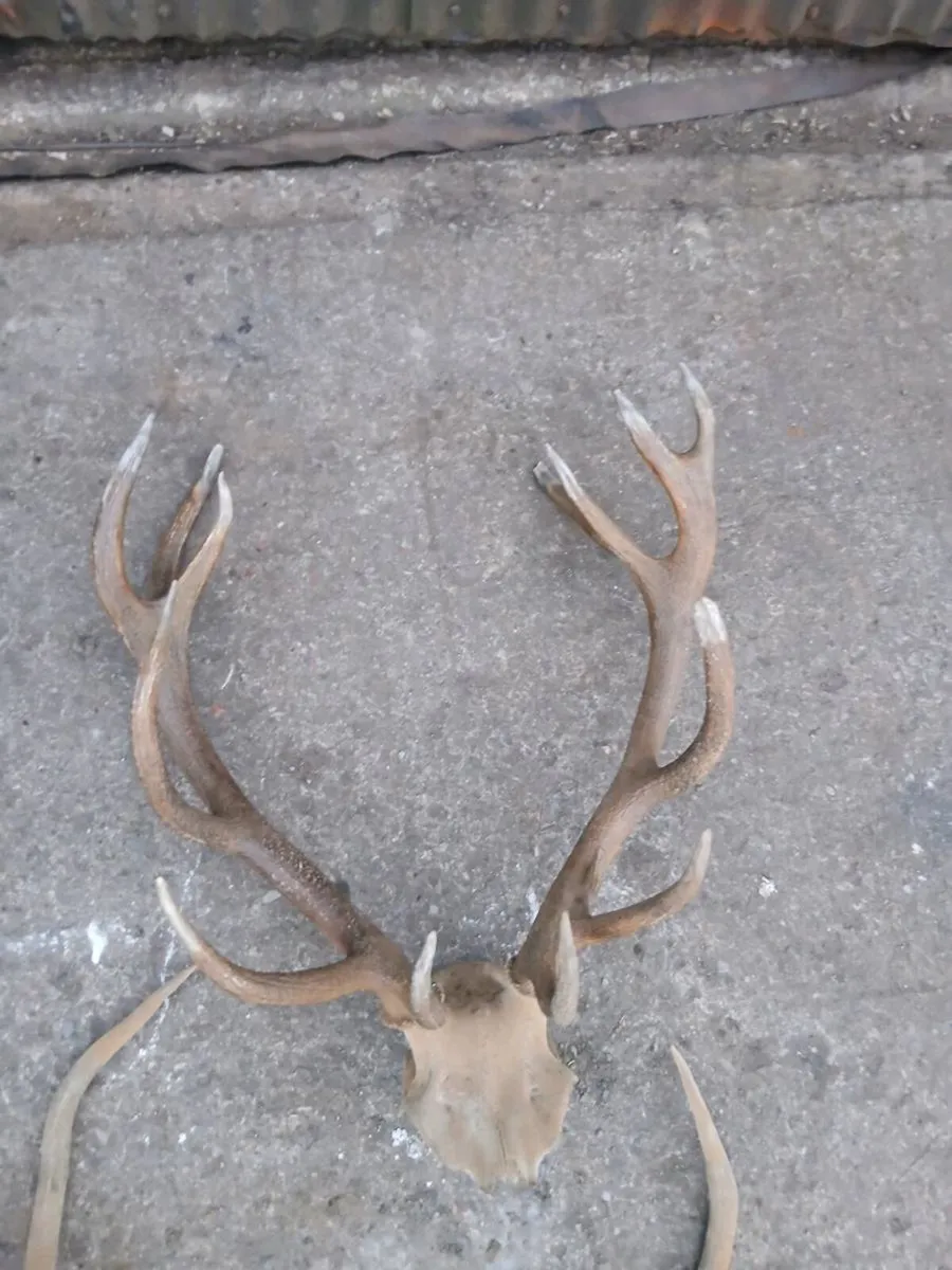 Irish Red Stag Antler's - Image 2