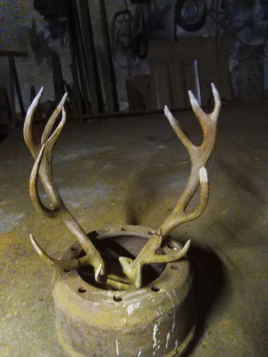 Irish Red Stag Antler's - Image 3