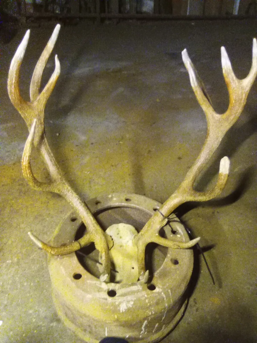 Irish Red Stag Antler's - Image 4