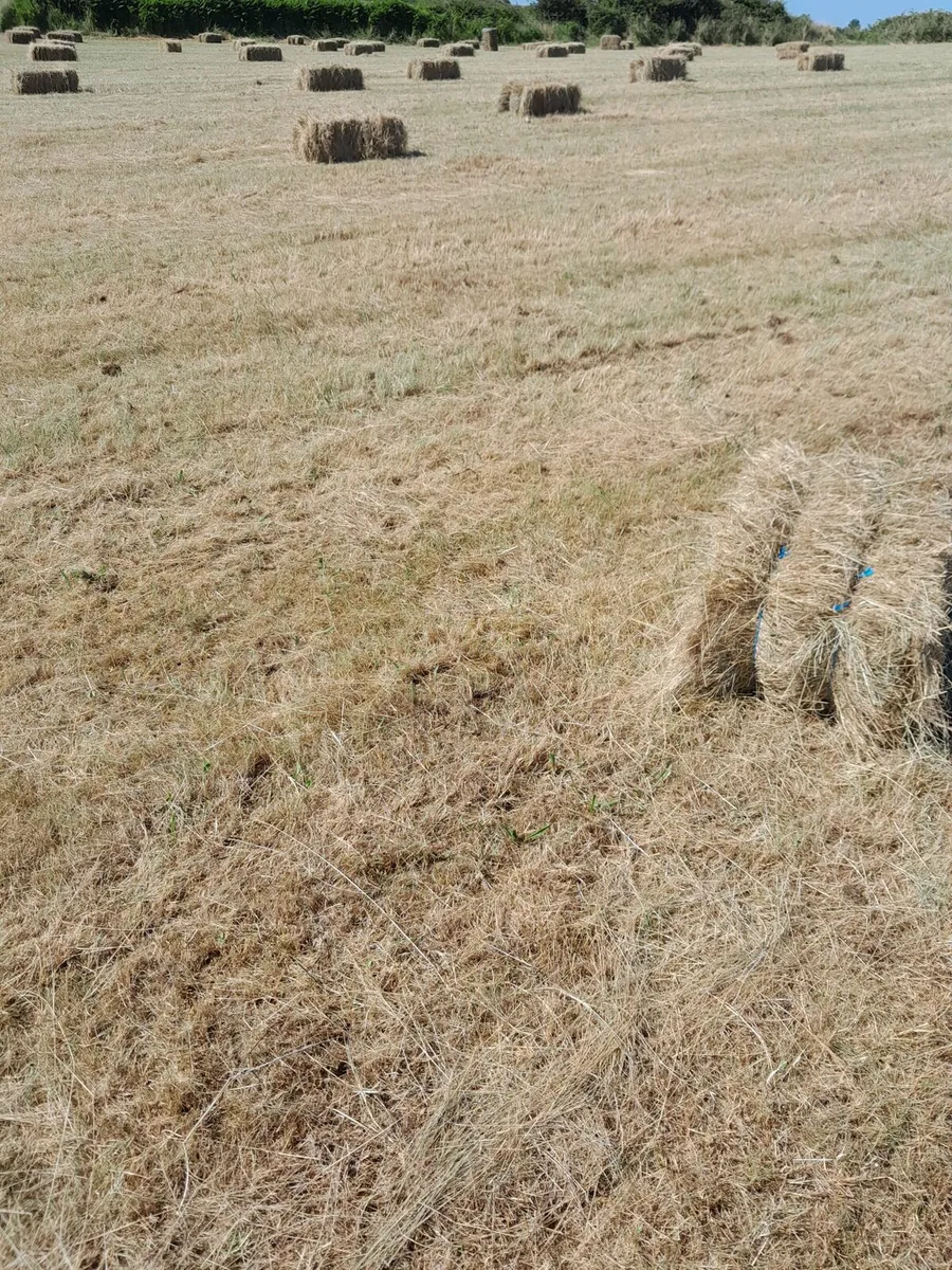 Hay square bales - Image 1