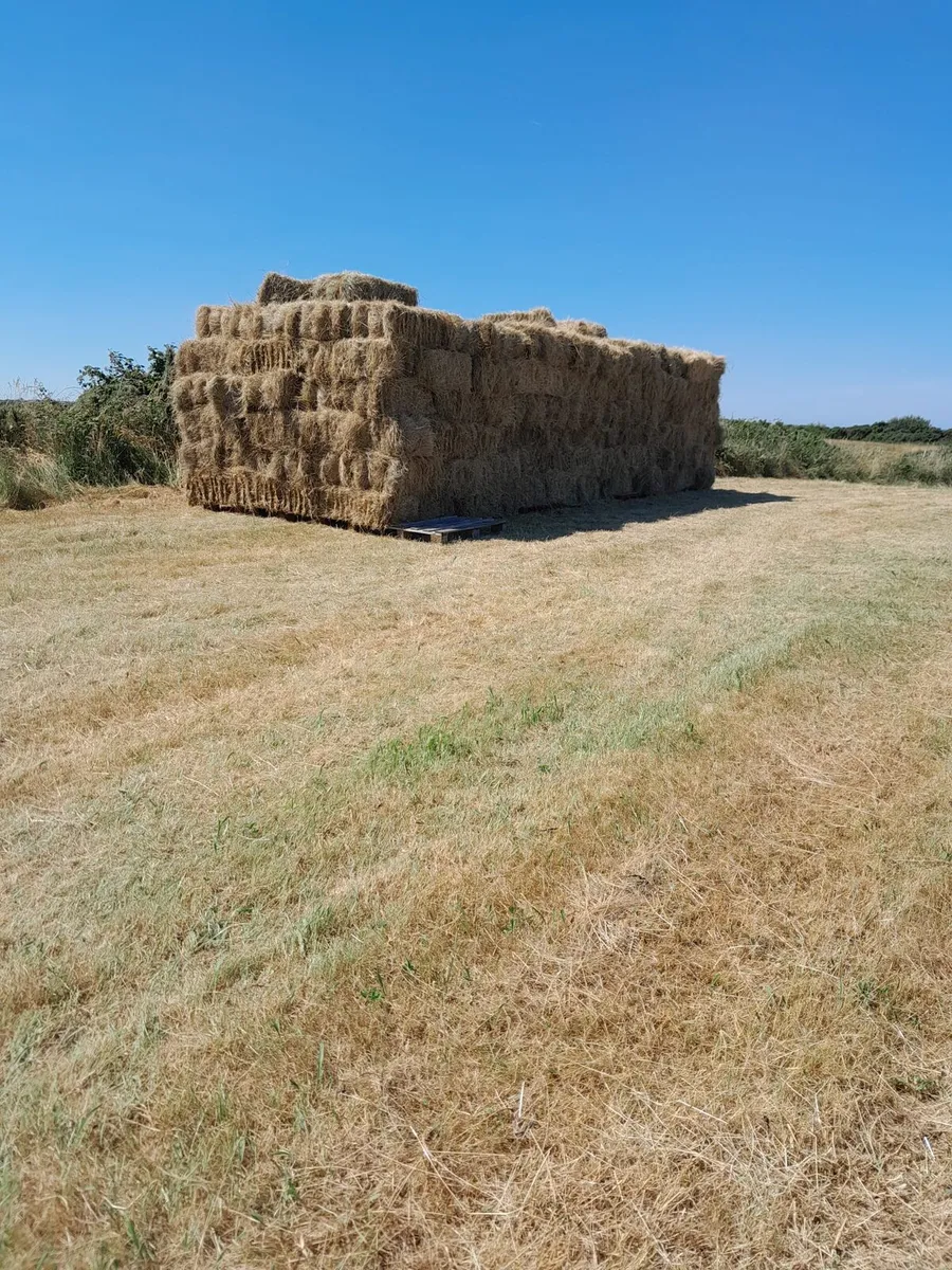 Hay square bales - Image 2