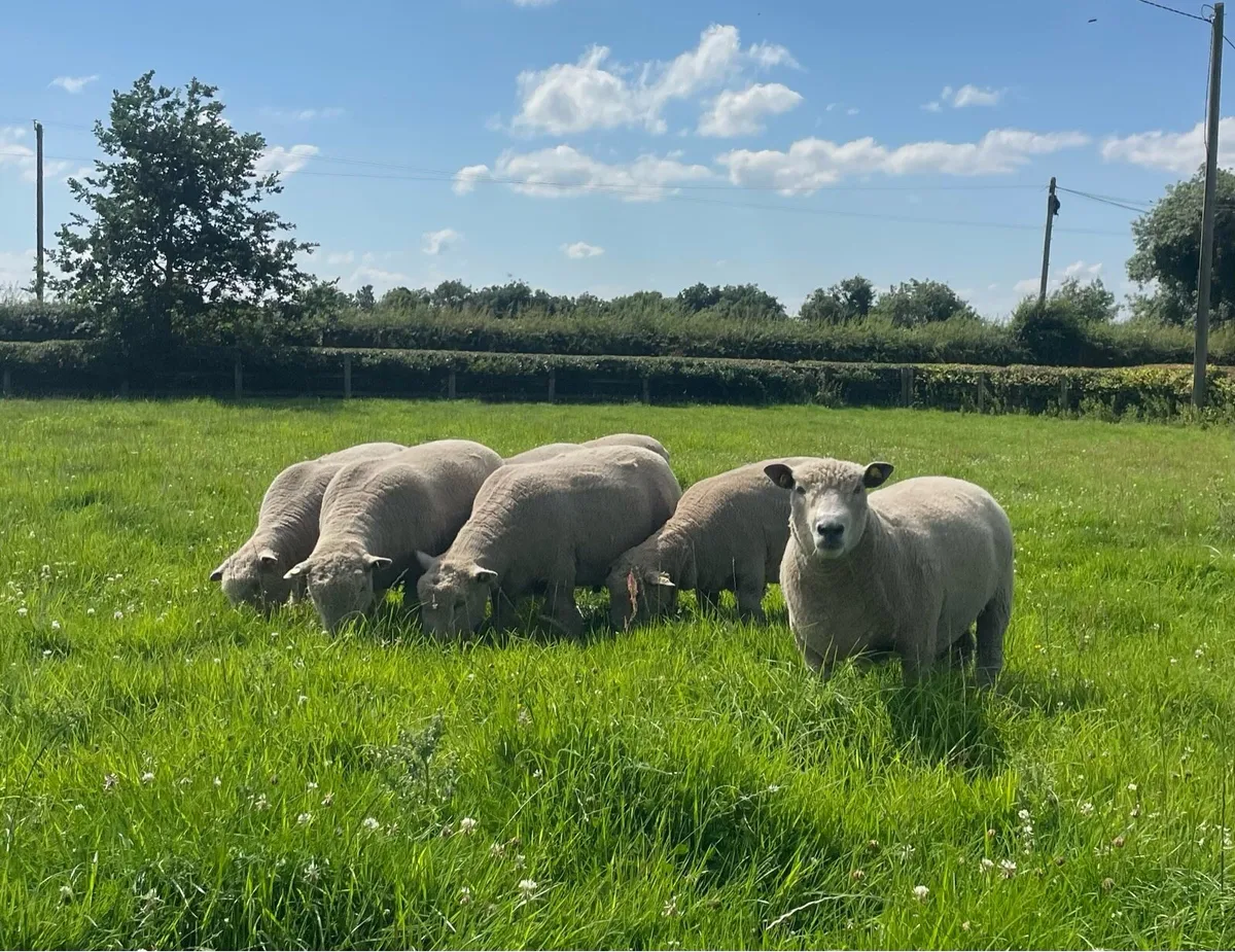 PBR Ryeland Hogget Rams - Image 1