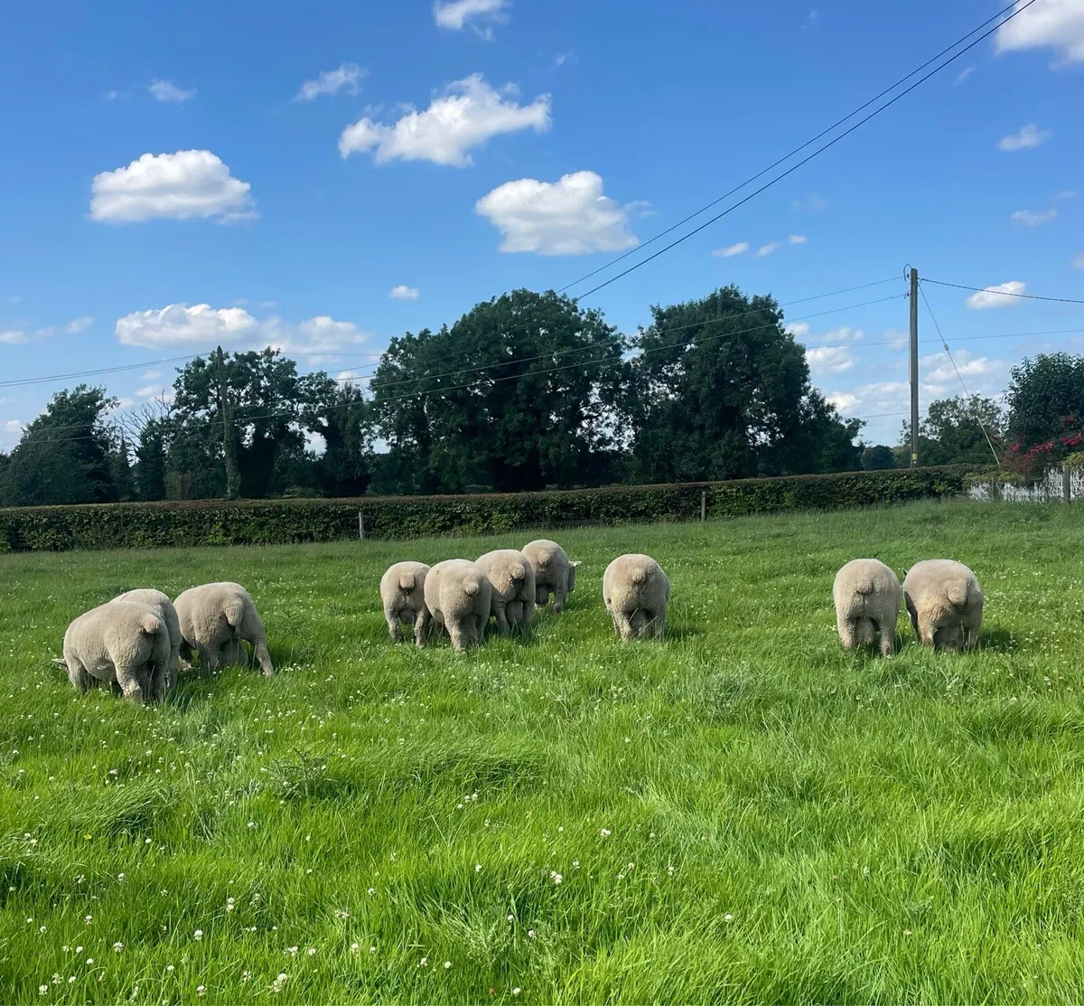 PBR Ryeland Hogget Rams - Image 2
