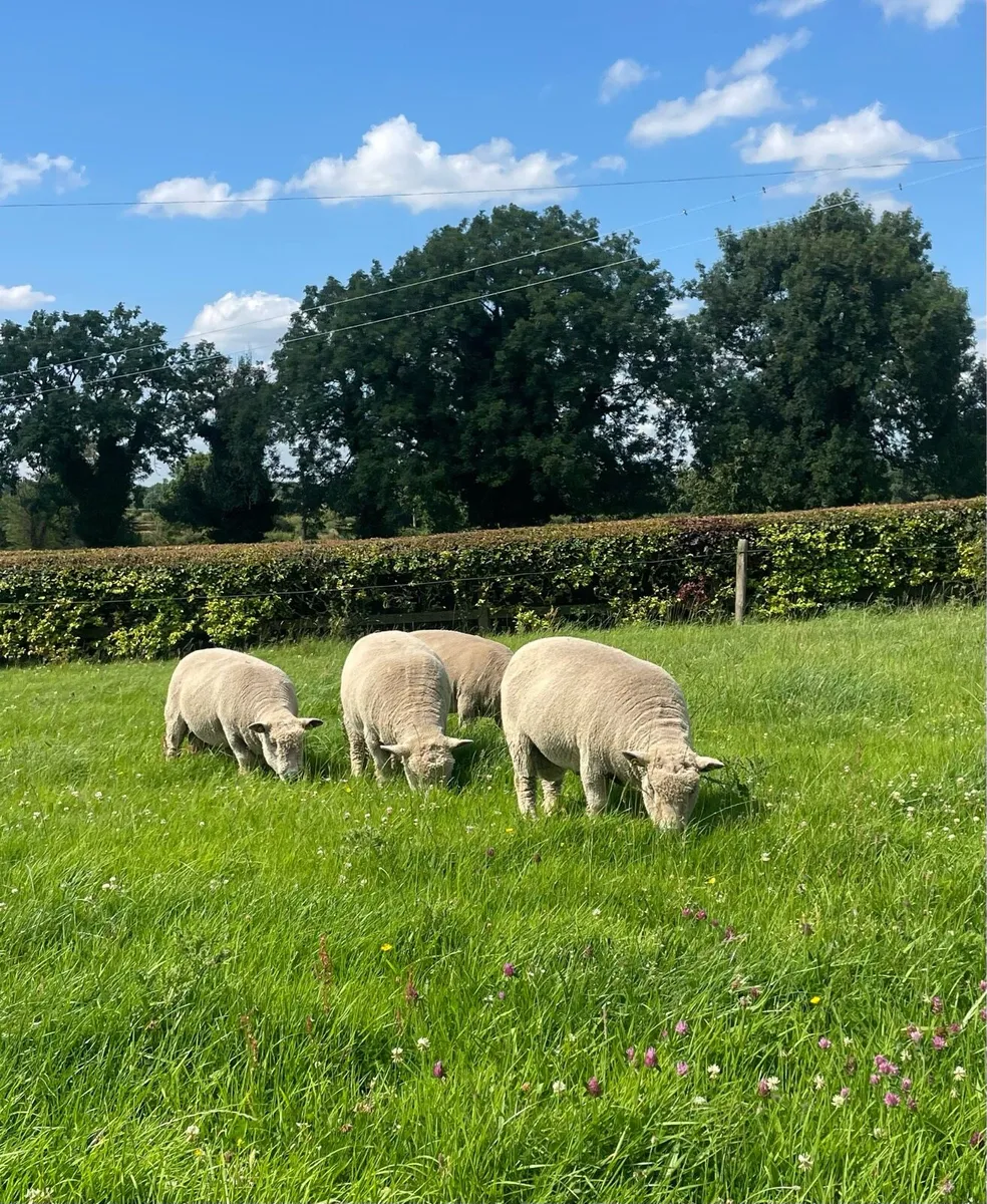 PBR Ryeland Hogget Rams - Image 3