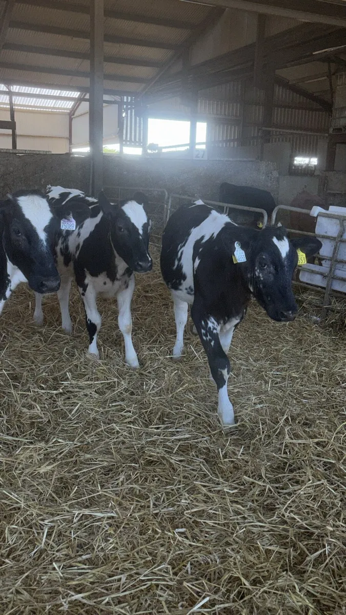3 Belgian Blue Heifer Weanlings - Image 2