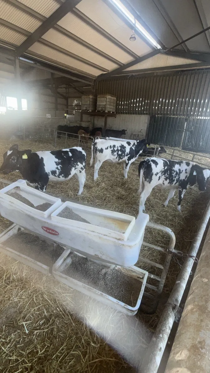 3 Belgian Blue Heifer Weanlings - Image 3
