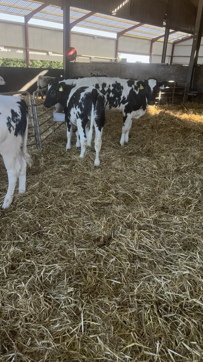 3 Belgian Blue Heifer Weanlings - Image 4