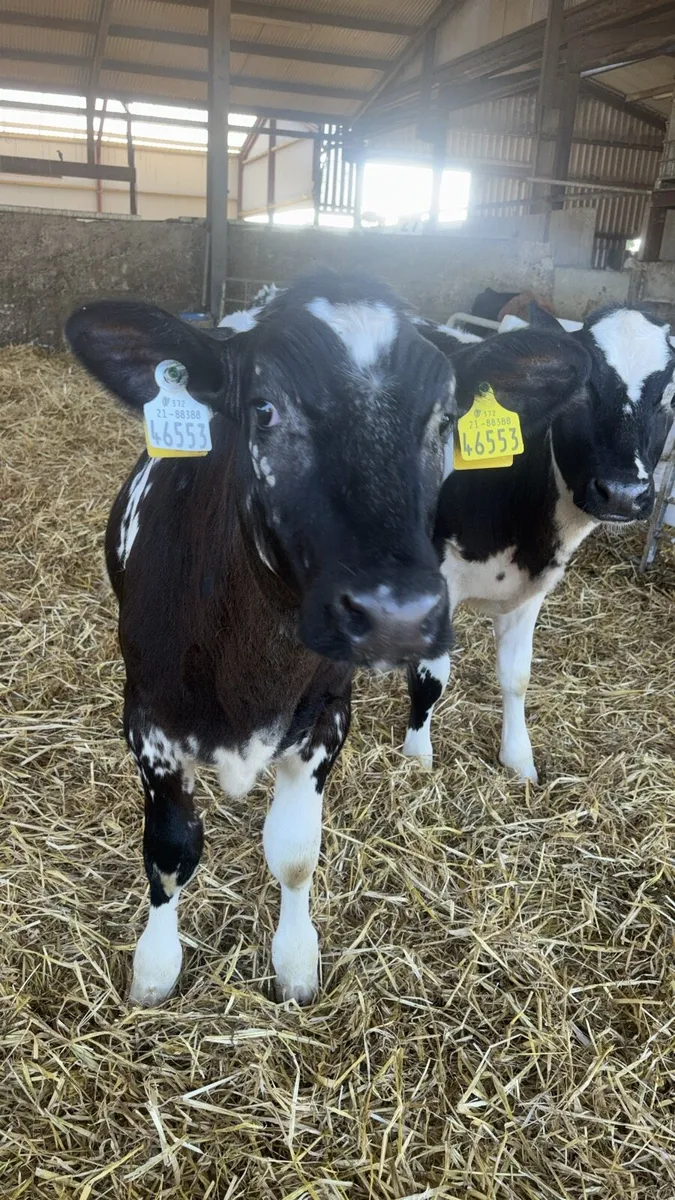 3 Belgian Blue Heifer Weanlings - Image 1