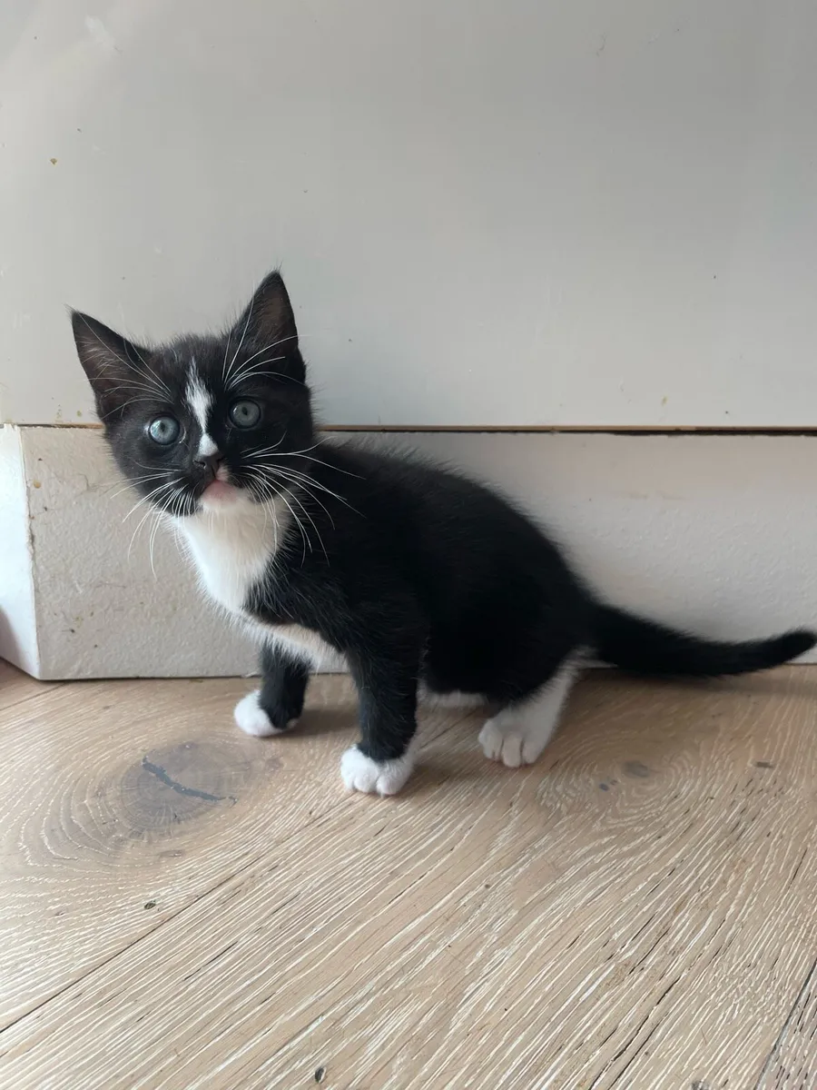 Kitten - Image 3