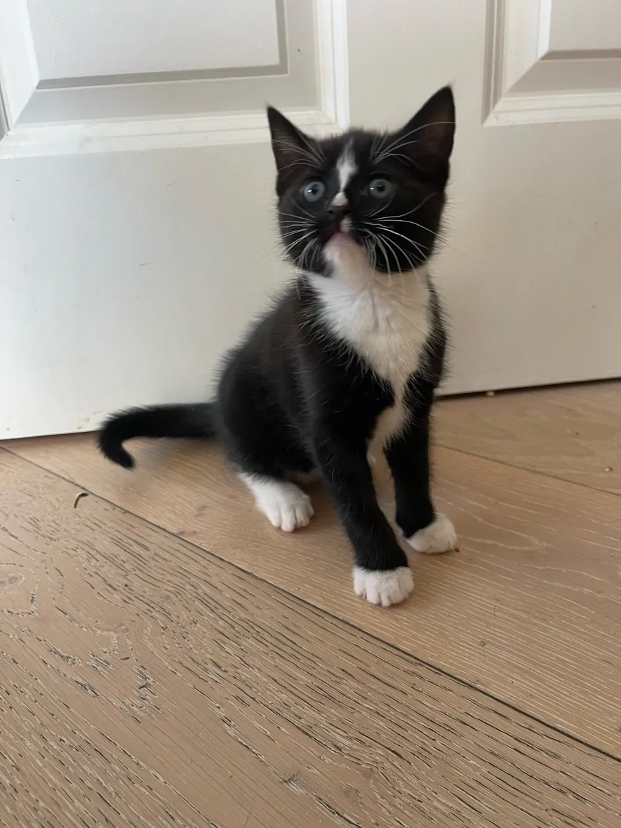 Kitten - Image 4