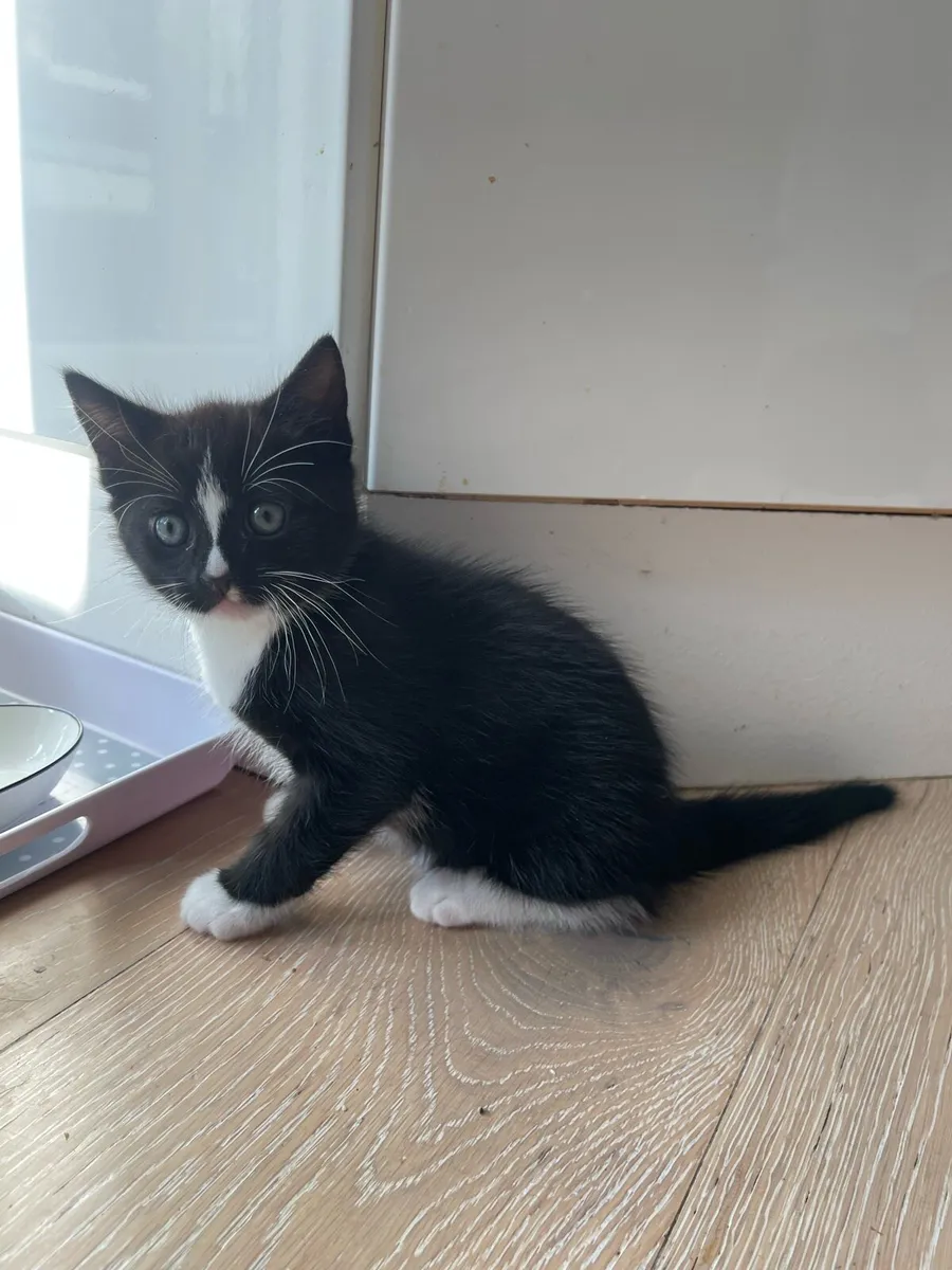 Kitten - Image 1