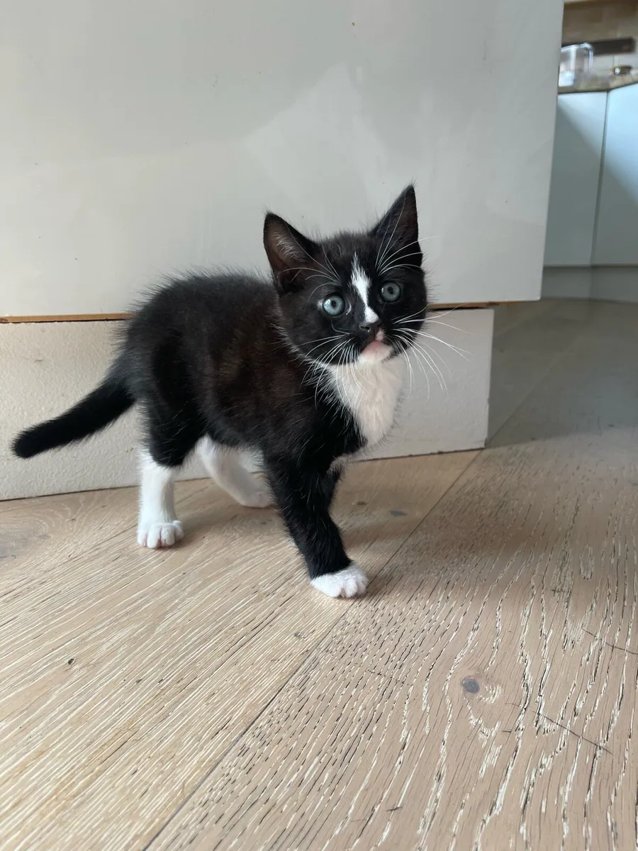 Kitten - Image 2