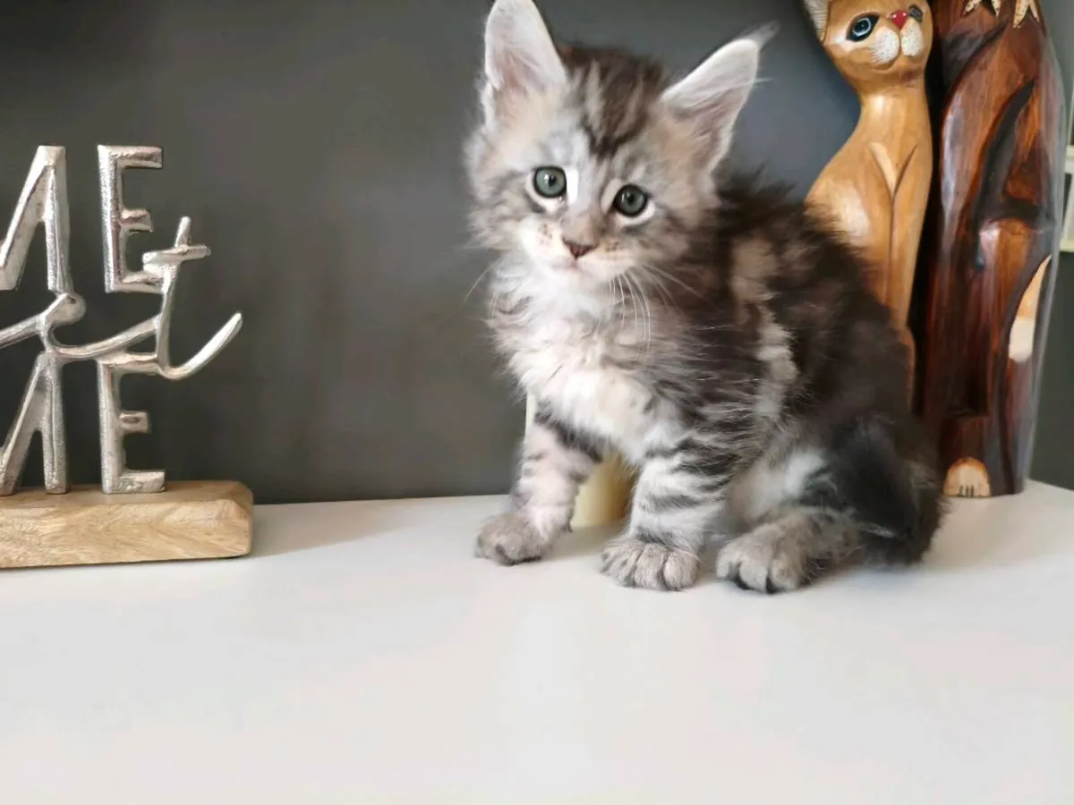 TICA registered Maine coon boy - Image 3