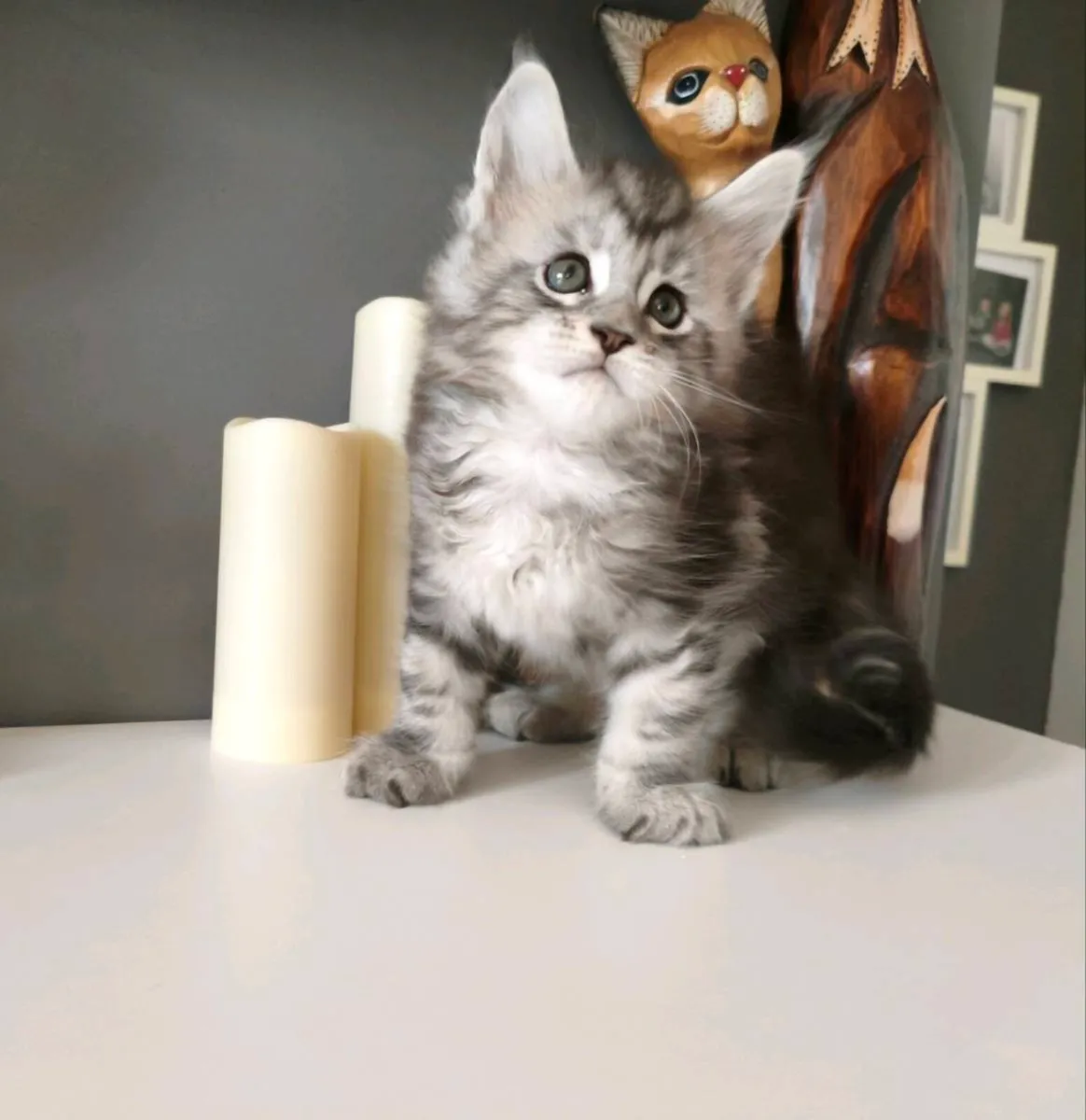 TICA registered Maine coon boy - Image 2