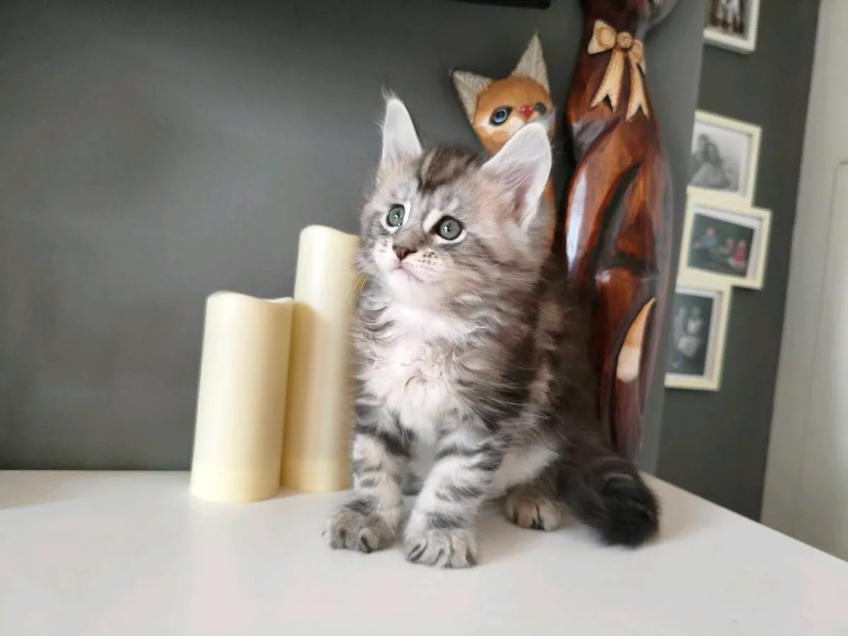 TICA registered Maine coon boy - Image 4