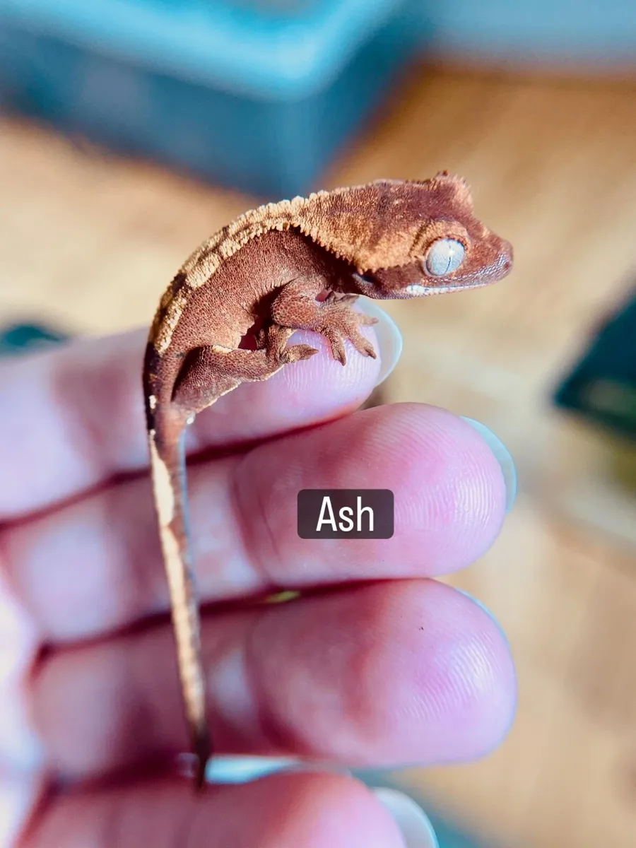 Crested geckos - Image 1