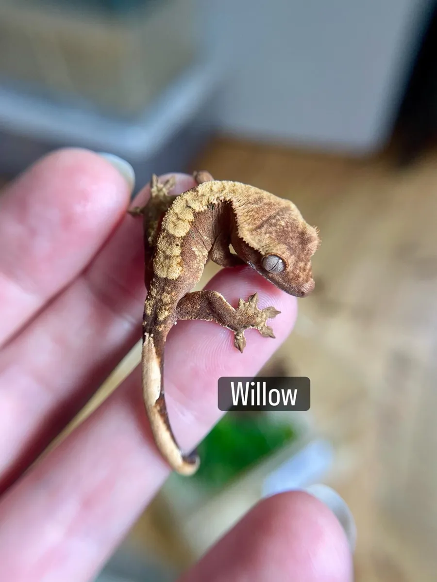Crested geckos - Image 2