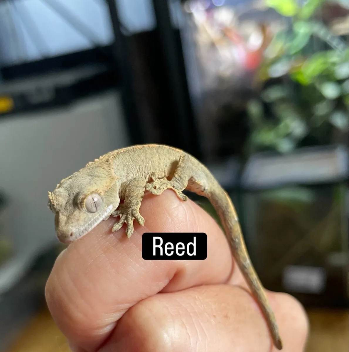 Crested geckos - Image 3