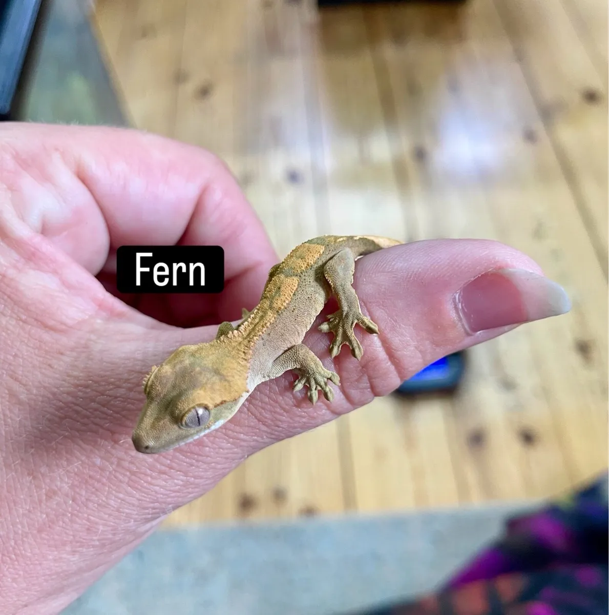 Crested geckos - Image 4