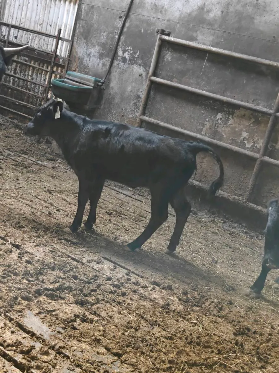 Dexter calves - Image 1