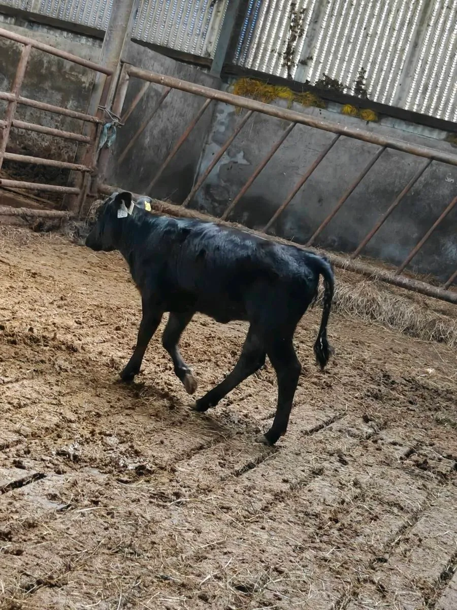 Dexter calves - Image 2