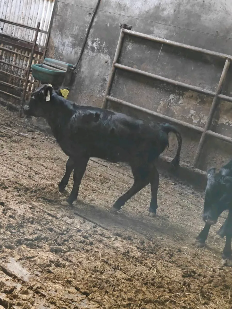 Dexter calves - Image 3