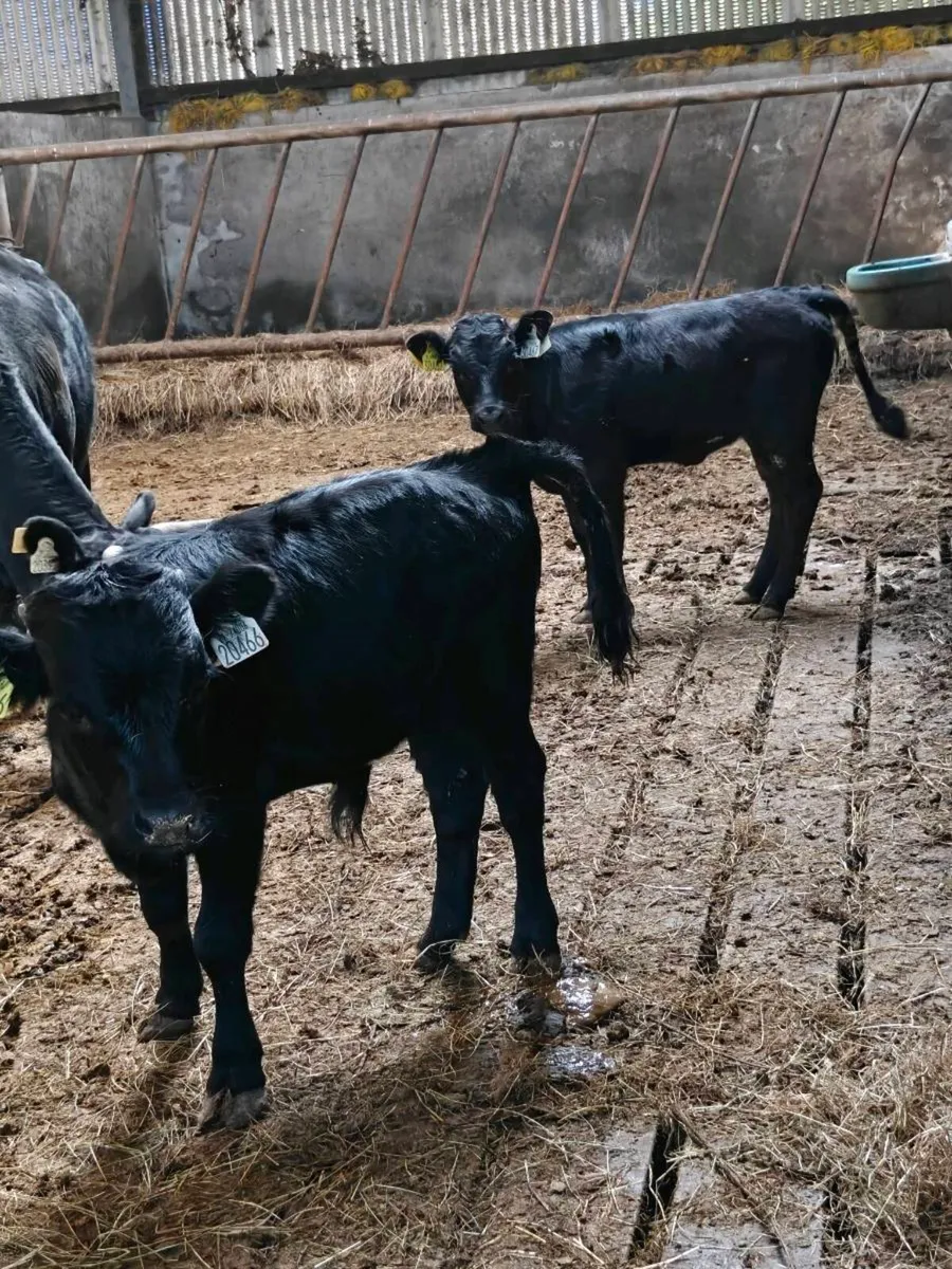 Dexter calves - Image 4