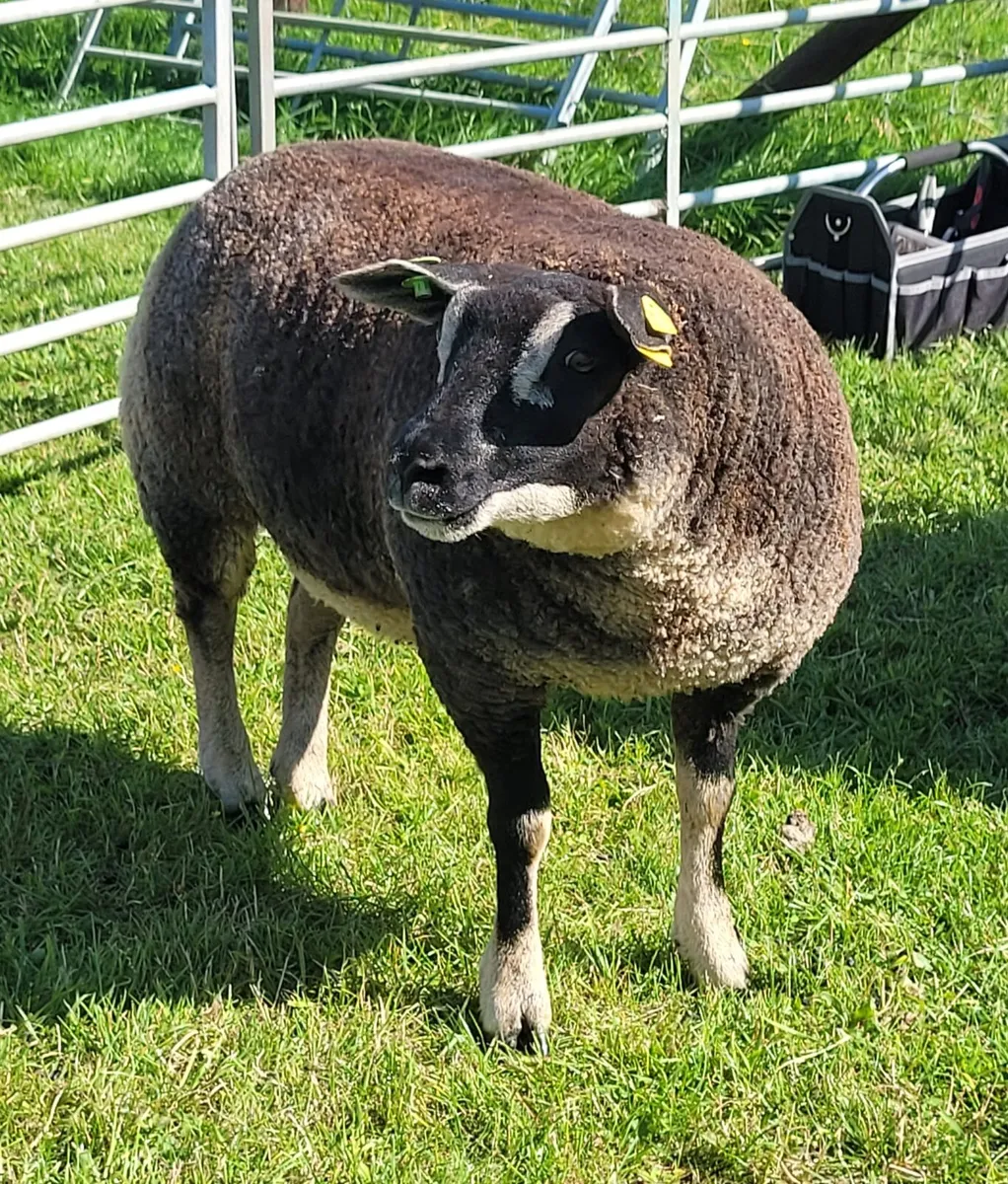 Smashing Pedigree reg Dassenkop/Badger Face Texel - Image 2