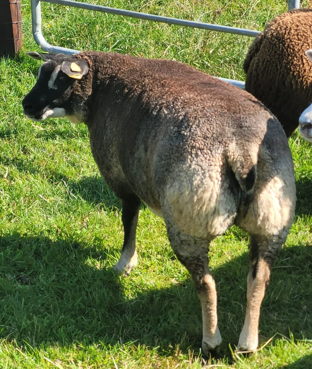 Smashing Pedigree reg Dassenkop/Badger Face Texel - Image 3