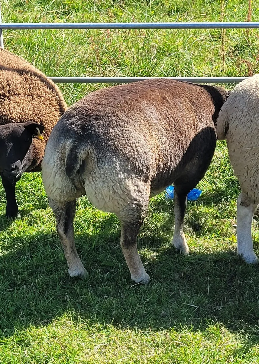 Smashing Pedigree reg Dassenkop/Badger Face Texel - Image 4