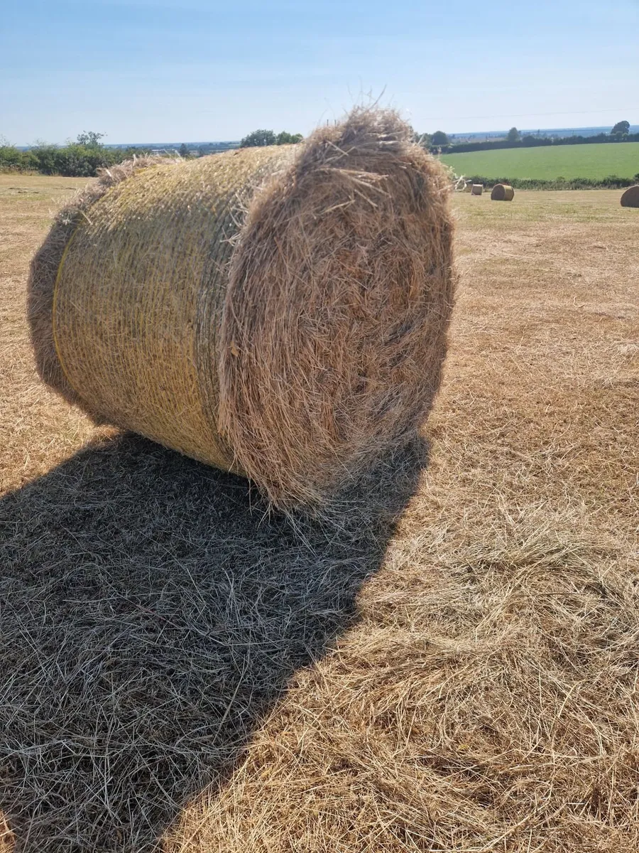Hay - Image 1