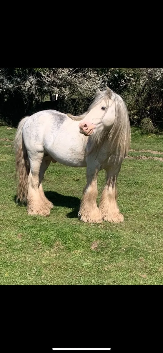Stallion for sale - Image 2