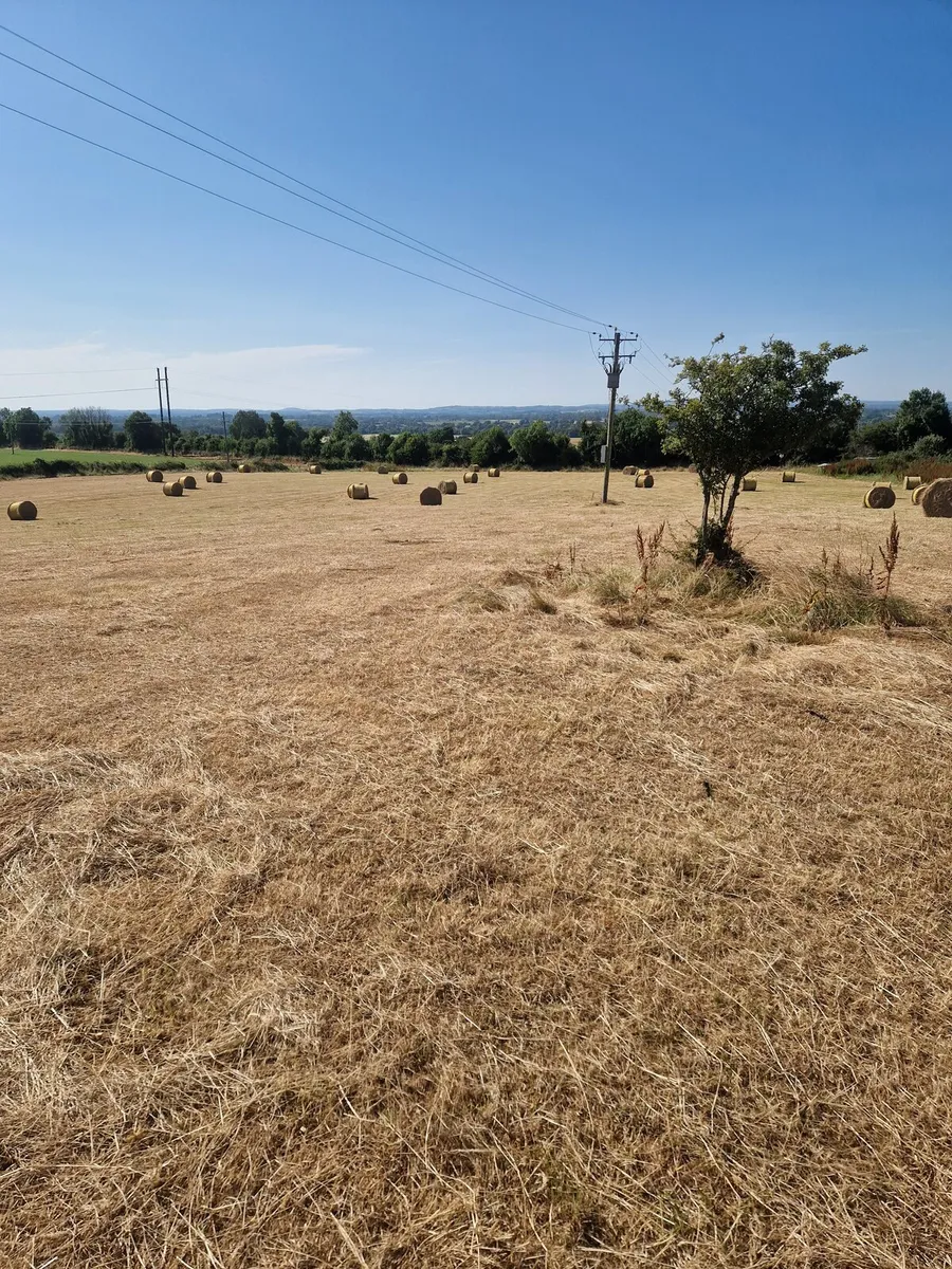 Hay - Image 2