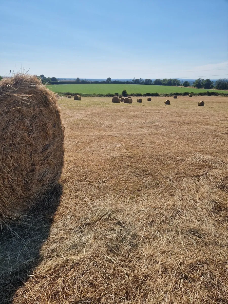 Hay - Image 3