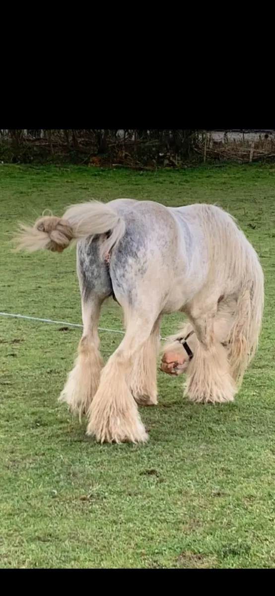 Stallion for sale - Image 3