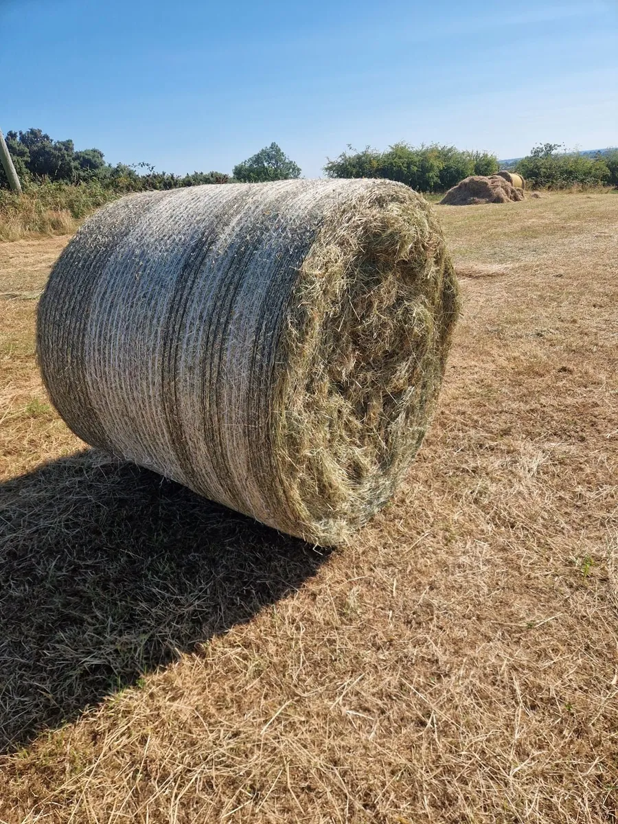 Hay - Image 4