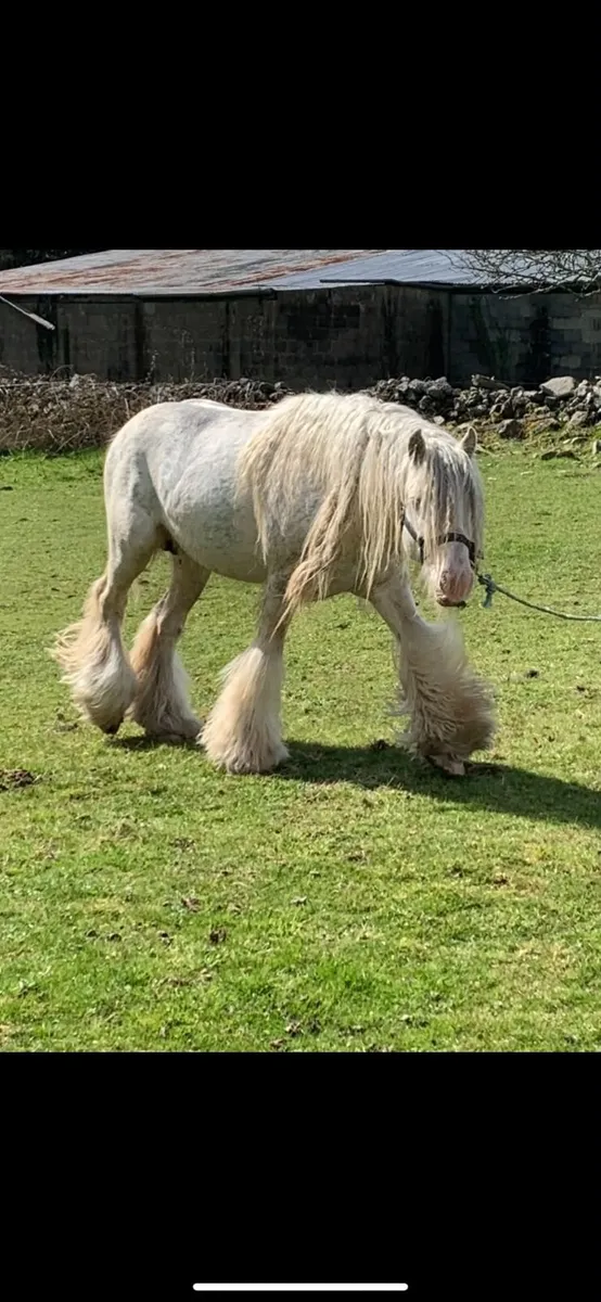 Stallion for sale - Image 4