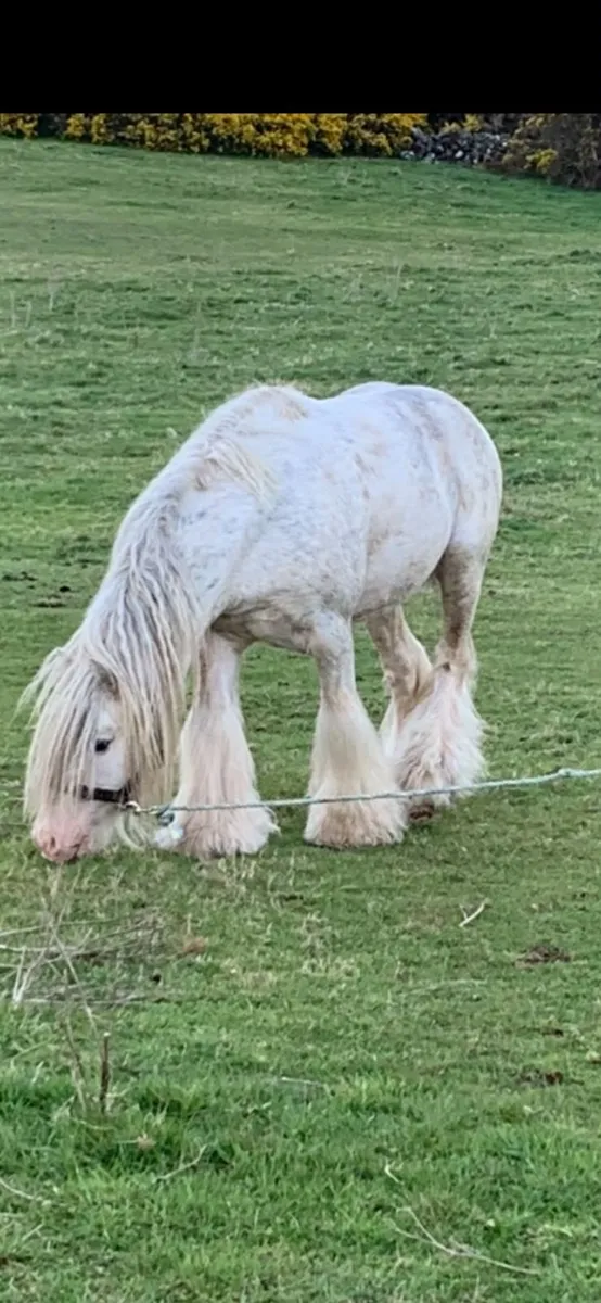 Stallion for sale - Image 1