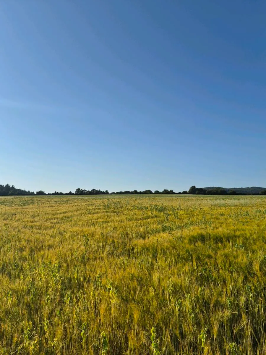 Ariable silage (barley , peas ) - Image 4
